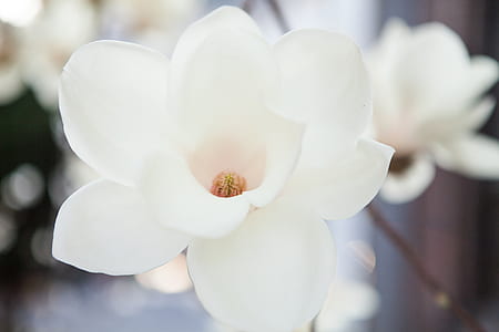 selective focus photography of white magnolia in bloom thumbnail
