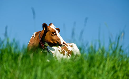 selective focus photo of white and brown cow thumbnail