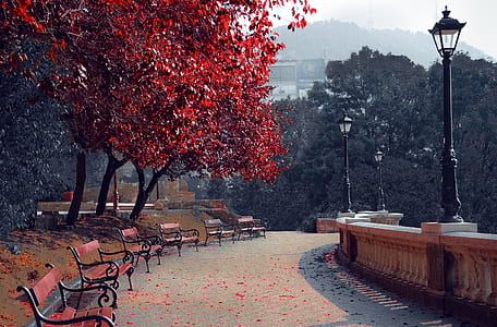 pathway with bench near tree thumbnail