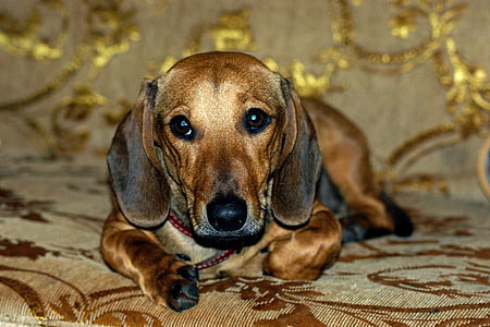 adult tan dachshund thumbnail