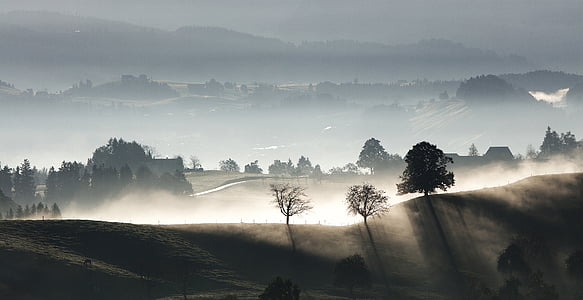 green trees at daytime thumbnail