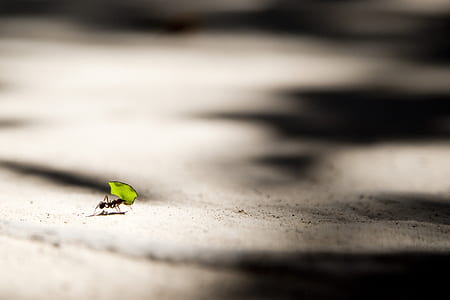 carpenter ant holding green leaf thumbnail