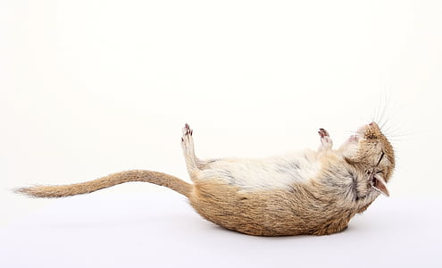 brown mice thumbnail