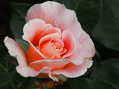 pink rose flower thumbnail