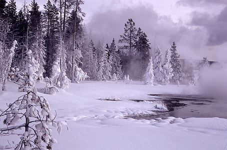 pine trees under nimbus clouds thumbnail