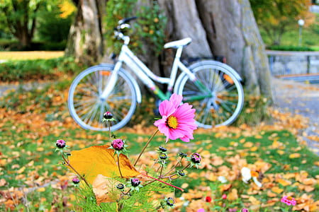 selective focus photography of pink cosmos flower thumbnail