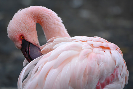 pink flamingo thumbnail