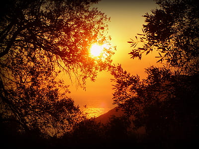 photography of silhoutte of tree during golden hour thumbnail