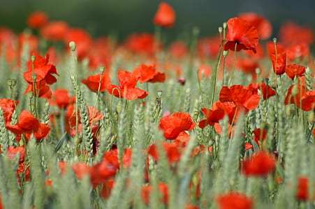 selective focus photography of bed of red flowers thumbnail