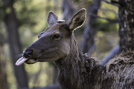 wildlife photography of brown animal thumbnail
