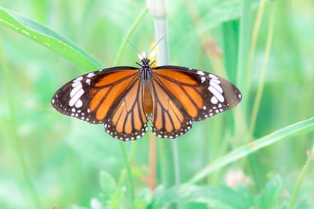 close up photography of brown and black butterfly perched on grass thumbnail