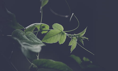 green vines selective focus photography thumbnail