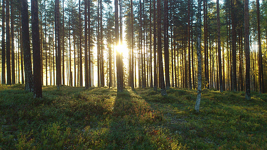trees and grass photo during daytime thumbnail