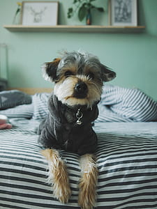 dog laying on bed sheet thumbnail