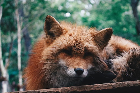 close-up photography of brown fox thumbnail