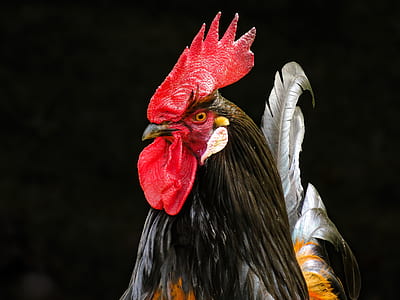 black and red rooster thumbnail