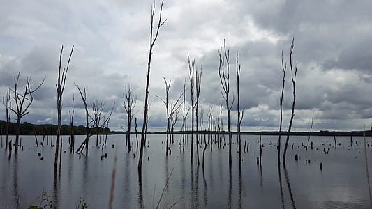 Dead trees and tree stumps stand in water under stormy skies at Manasquan Reservoir in Howell New Jersey. thumbnail