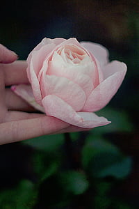 person holding pink rose in bloom thumbnail