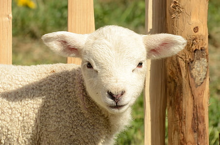 close up photograph of white sheep thumbnail