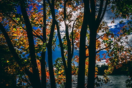 Silhouette of Trees thumbnail