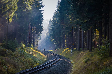 railroad track in forest during daytime thumbnail