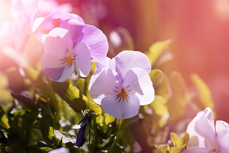 light, nature, flowers, garden thumbnail