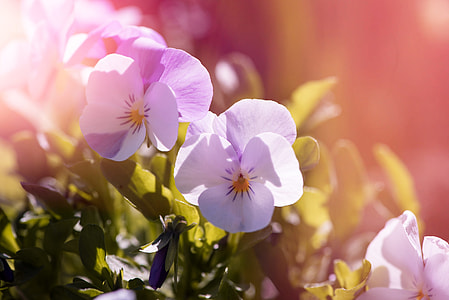 selective focus photograph of purple pansies thumbnail