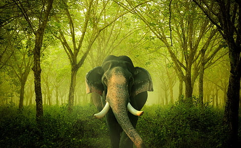 wildlife photography of elephant thumbnail