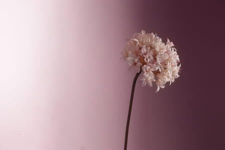 pink petaled flower in bloom selective focus photo thumbnail
