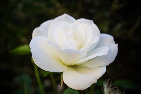 selective focus photo of rose flower thumbnail