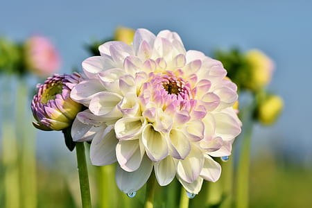 shallow focus photography of white flowers thumbnail