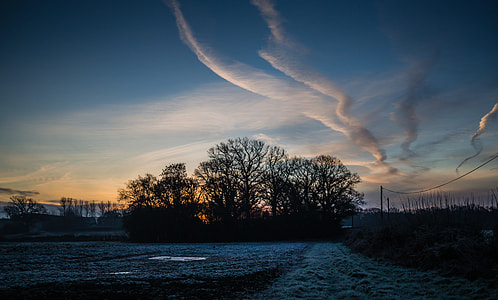 leafless tree underneath clear sky thumbnail