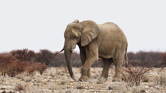 elephant on dessert thumbnail