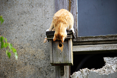 brown cat on black bird house during daytime thumbnail