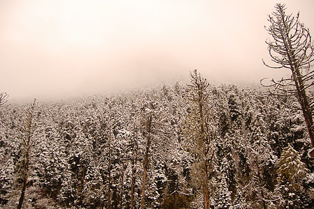 Snow Mountain, Woods thumbnail