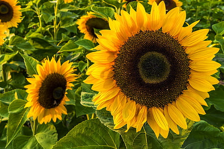 photo of fully bloomed sunflower thumbnail