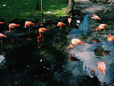 flock of flamingos standing in water thumbnail