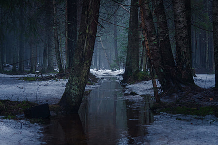 forest tree cover by snow thumbnail