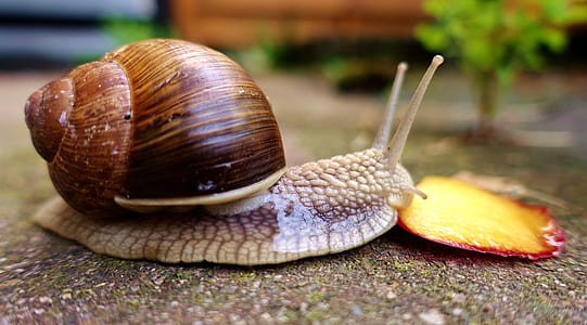 selective focus photography of snail on gray surface thumbnail