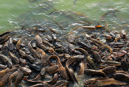 school of catfish thumbnail