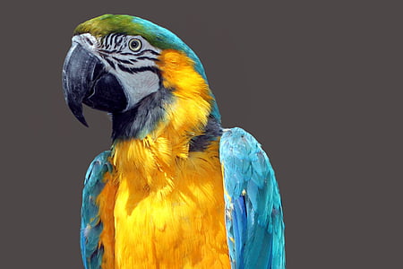 closeup photo of blue-and-yellow Macau thumbnail