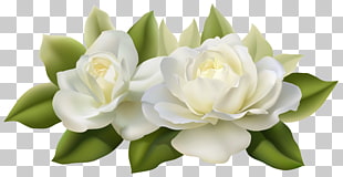 Flower Jasmine White Rose, Beautiful White Roses with Leaves , white flowers PNG clipart