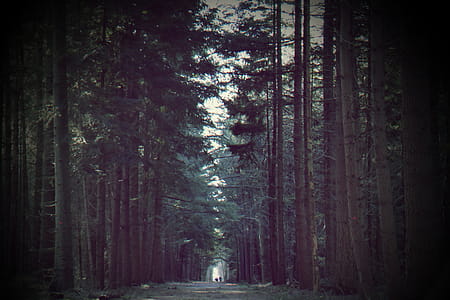 Green Trees thumbnail