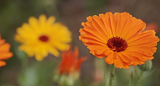 closeup photography of orange Gerbera daisy thumbnail