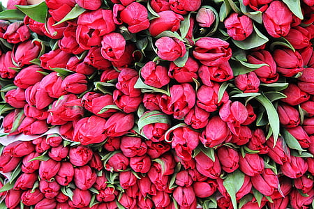 pink rose lot thumbnail