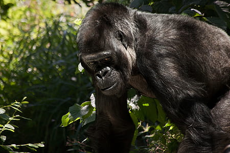 black gorilla thumbnail