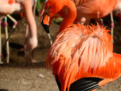 Flamingo Cuban thumbnail