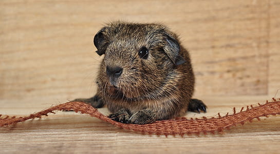 brown and black rodent thumbnail