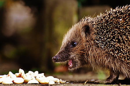 brown hedgehog in front of white food thumbnail