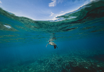 underwater photography of black tortoise thumbnail